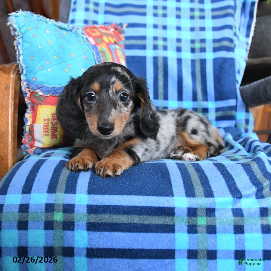 Miniature Dachshund dogs Birdie - Ad 2