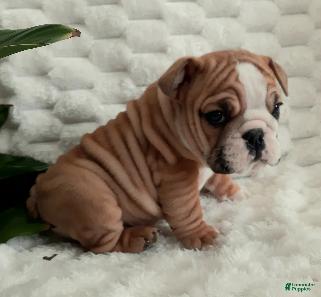 English Bulldog dogs for sale: Duke - Ad 8