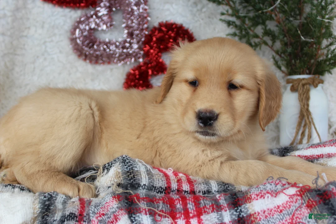 Golden Retriever dogs for sale: Mandy - Ad 4
