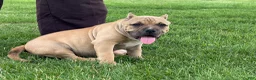 American Bully dogs for sale: Flora - Ad 5