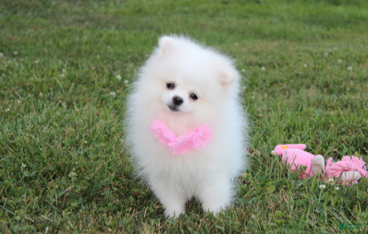 Pomeranian dogs Reese - Ad 1