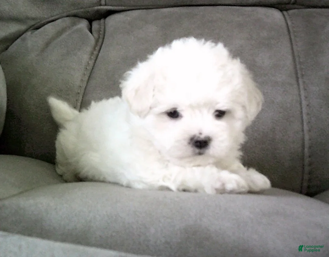 Maltese dogs for sale: Suzy - Ad 5