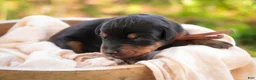 Doberman Pinscher dogs for sale: Isadora - Ad 5