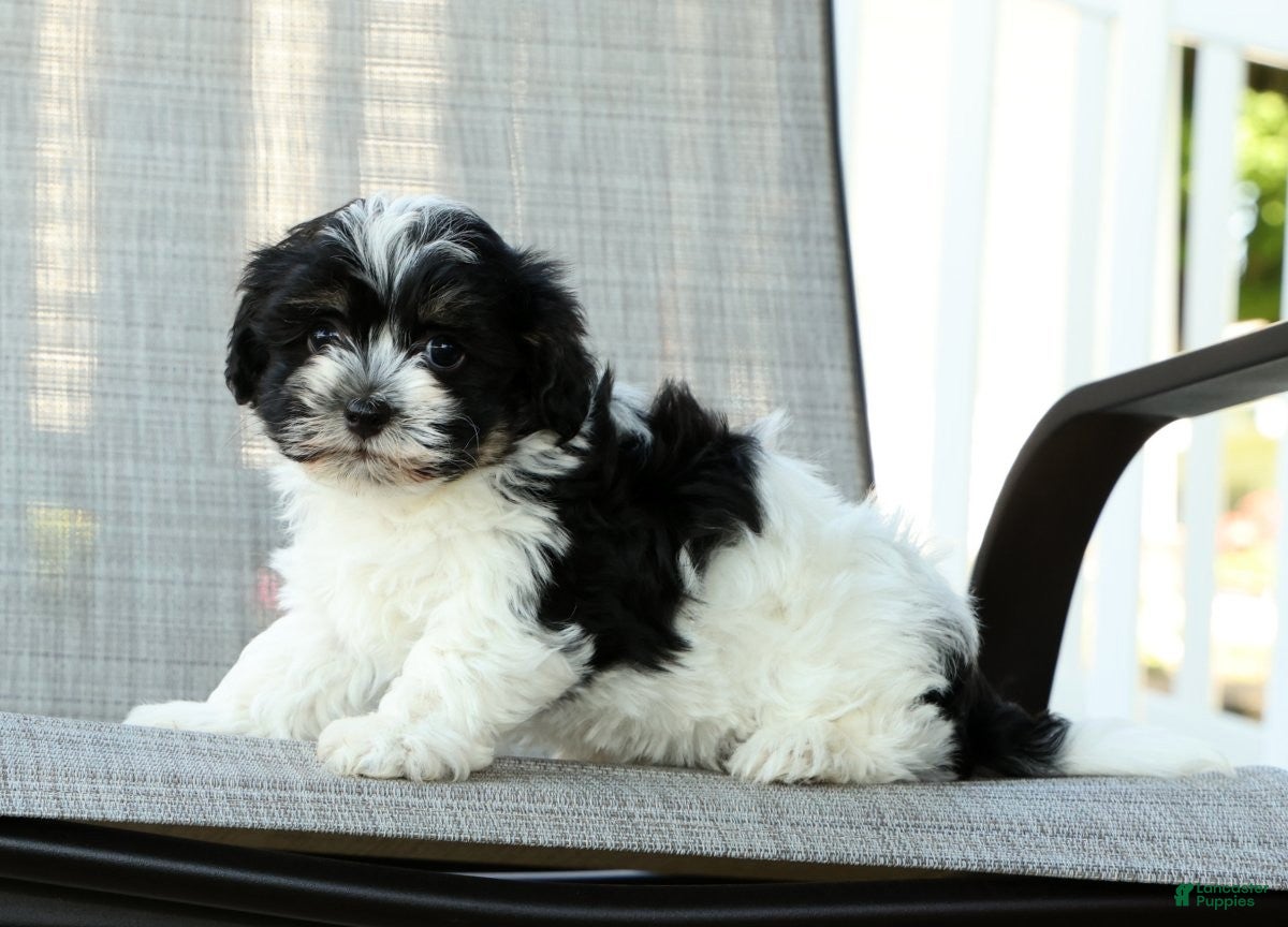 Havanese dogs for sale: Missy - Ad 9