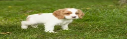 Cocker Spaniel dogs for sale: Sal  - Ad 4