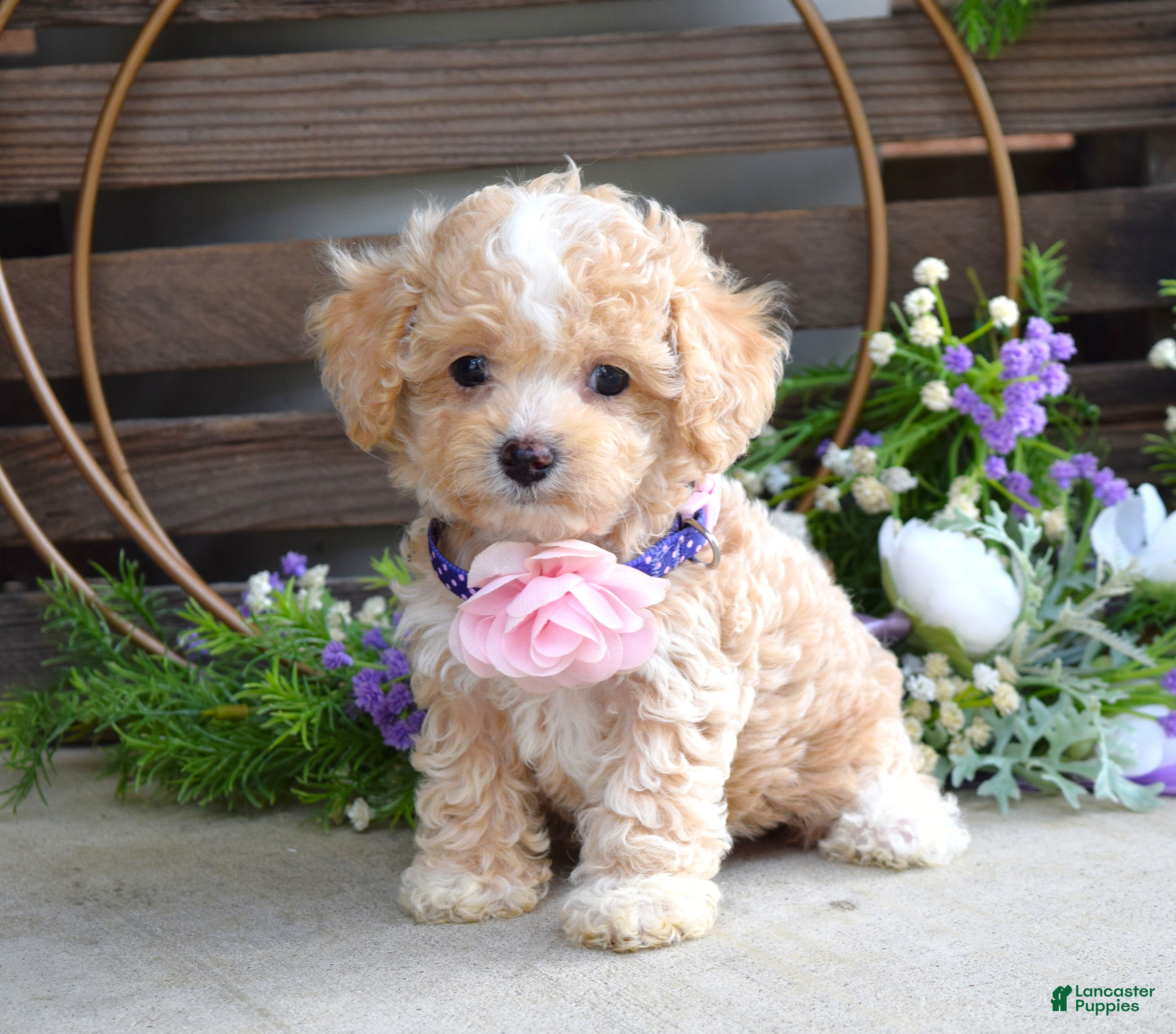 Maltipoo dogs Hope - Ad 1