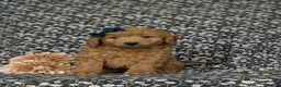 Miniature Poodle dogs for sale: Shiloh - Ad 2
