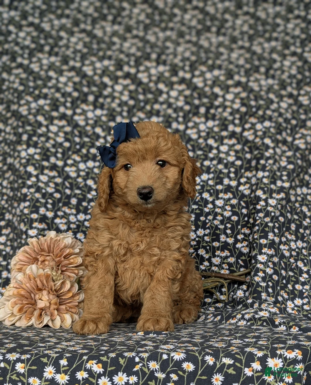Miniature Poodle dogs for sale: Shiloh - Ad 2