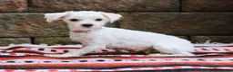 Maltipoo dogs for sale: Dominic - Ad 9
