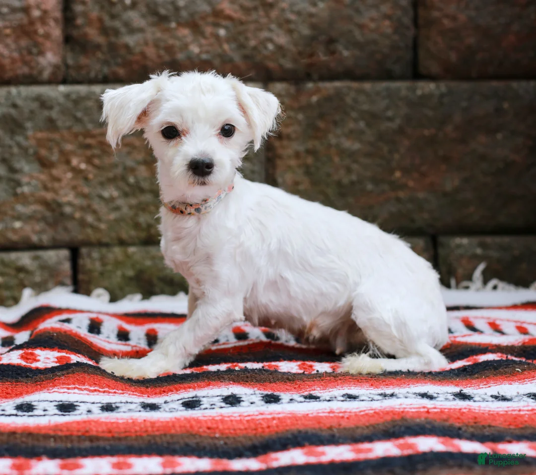 Maltipoo dogs for sale: Dominic - Ad 9