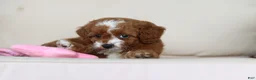 Cavapoo dogs for sale: Pumpkin - Ad 13
