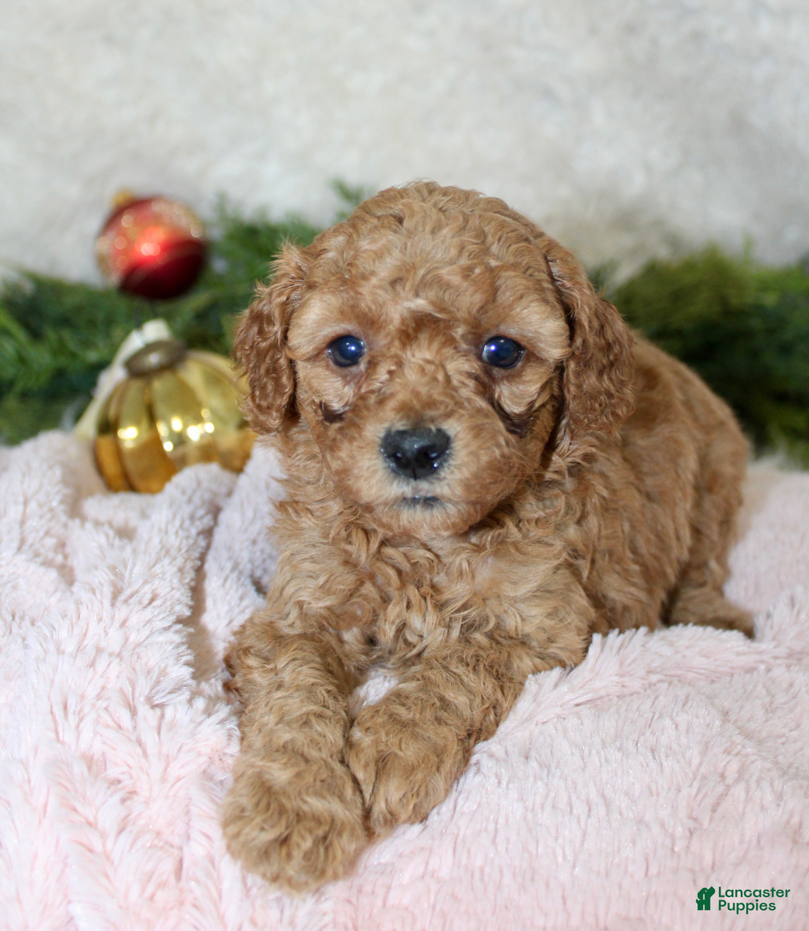 Cavapoo dogs Cavapoo Puppy 7 - Ad 4