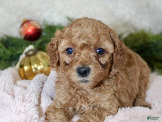 Cavapoo dogs Cavapoo Puppy 7 - Ad 4