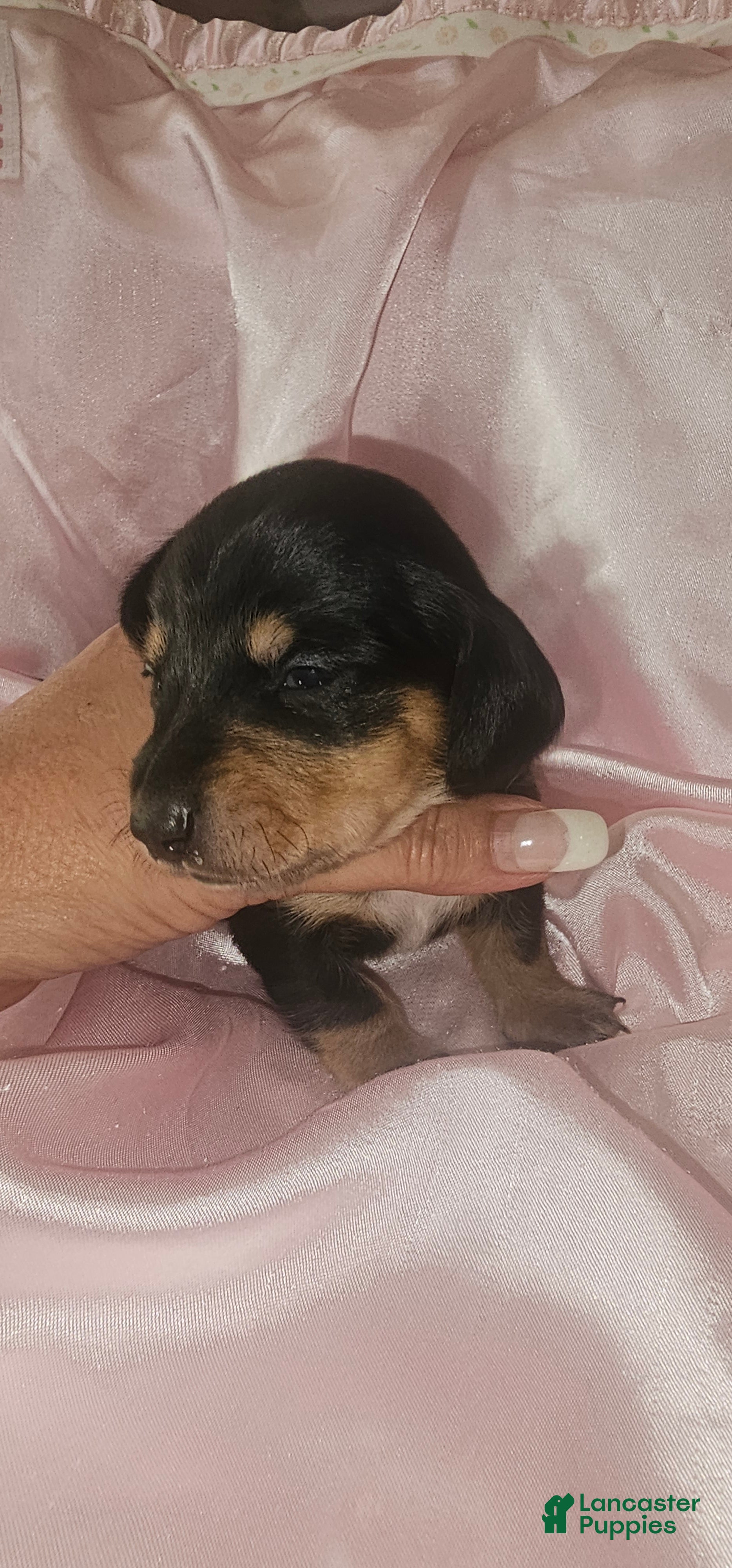Dachshund dogs Dachshund Puppy 5 - Ad 10