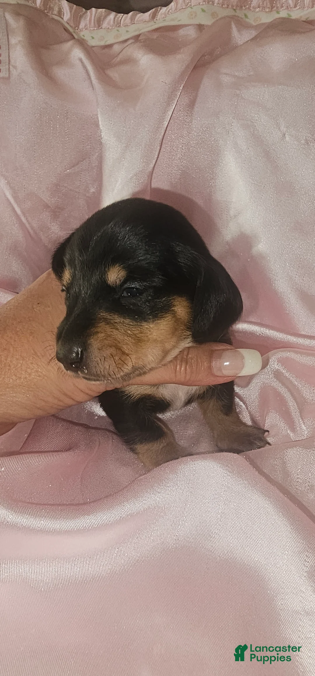 Dachshund dogs for sale: Dachshund Puppy 5 - Ad 1