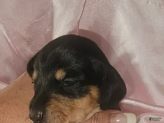 Dachshund dogs Dachshund Puppy 5 - Ad 10