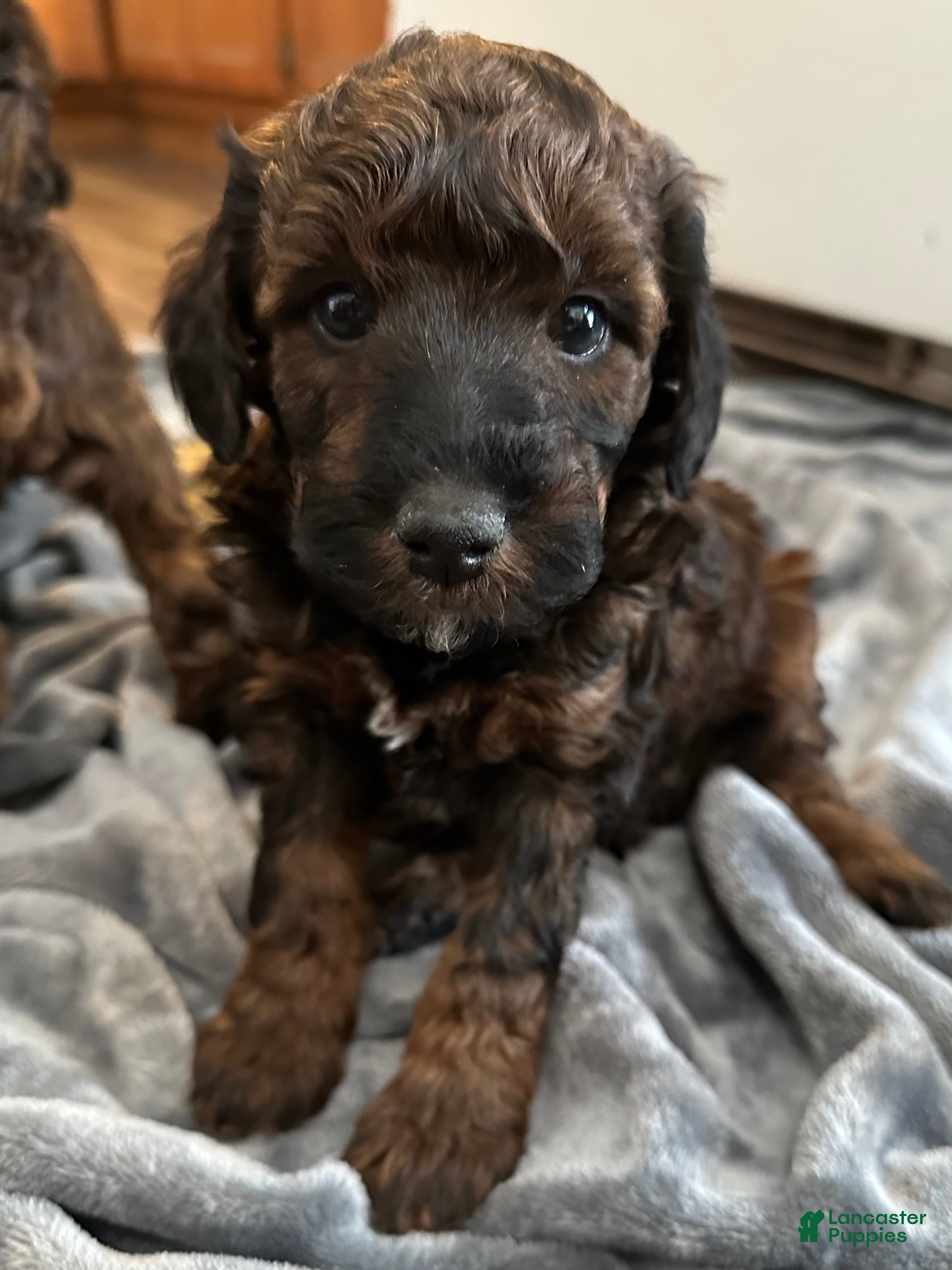 Miniature Poodle dogs Miniature Poodle Puppy 4 - Ad 35