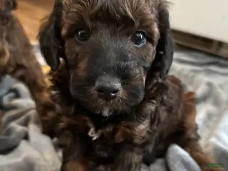 Miniature Poodle dogs Miniature Poodle Puppy 4 - Ad 35