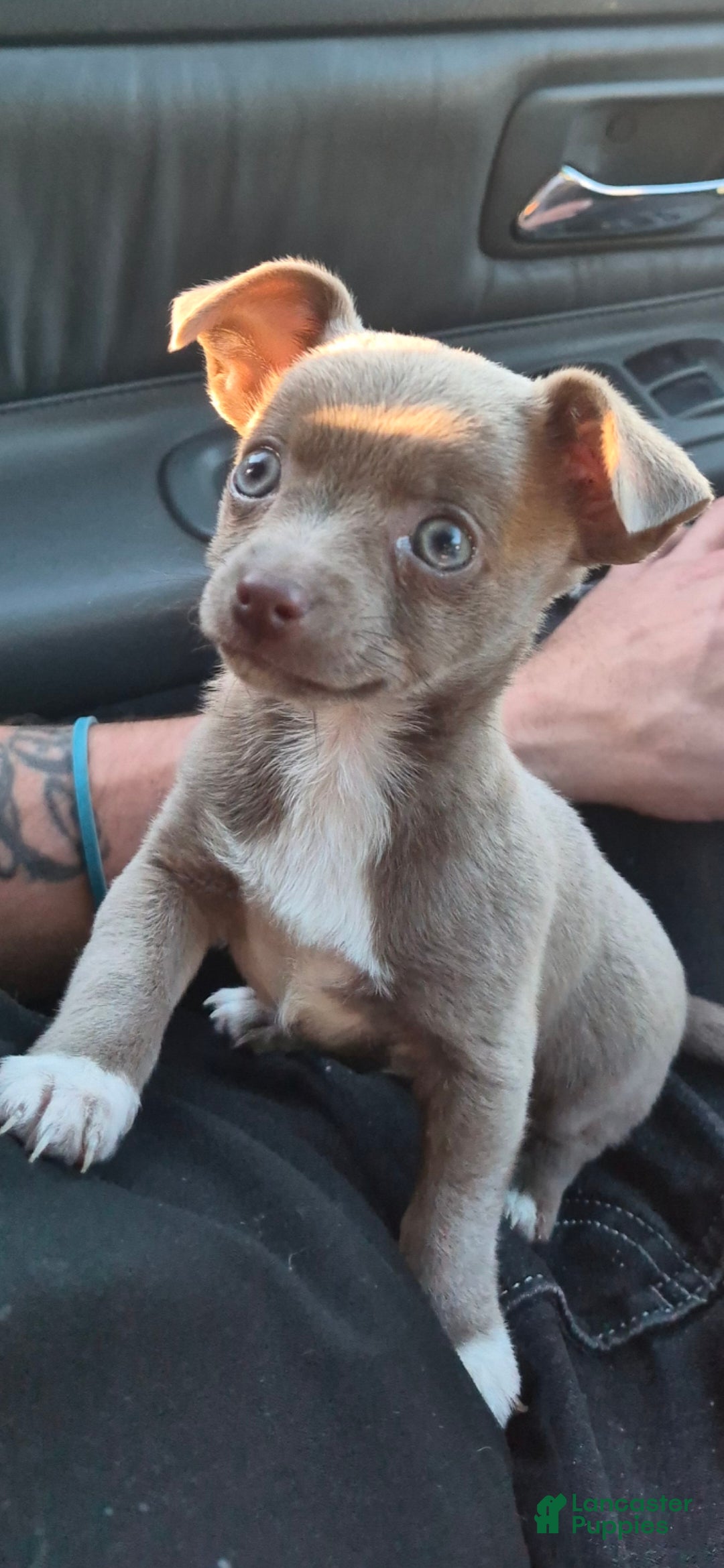 Chihuahua dogs Chihuahua 1 - Ad 1