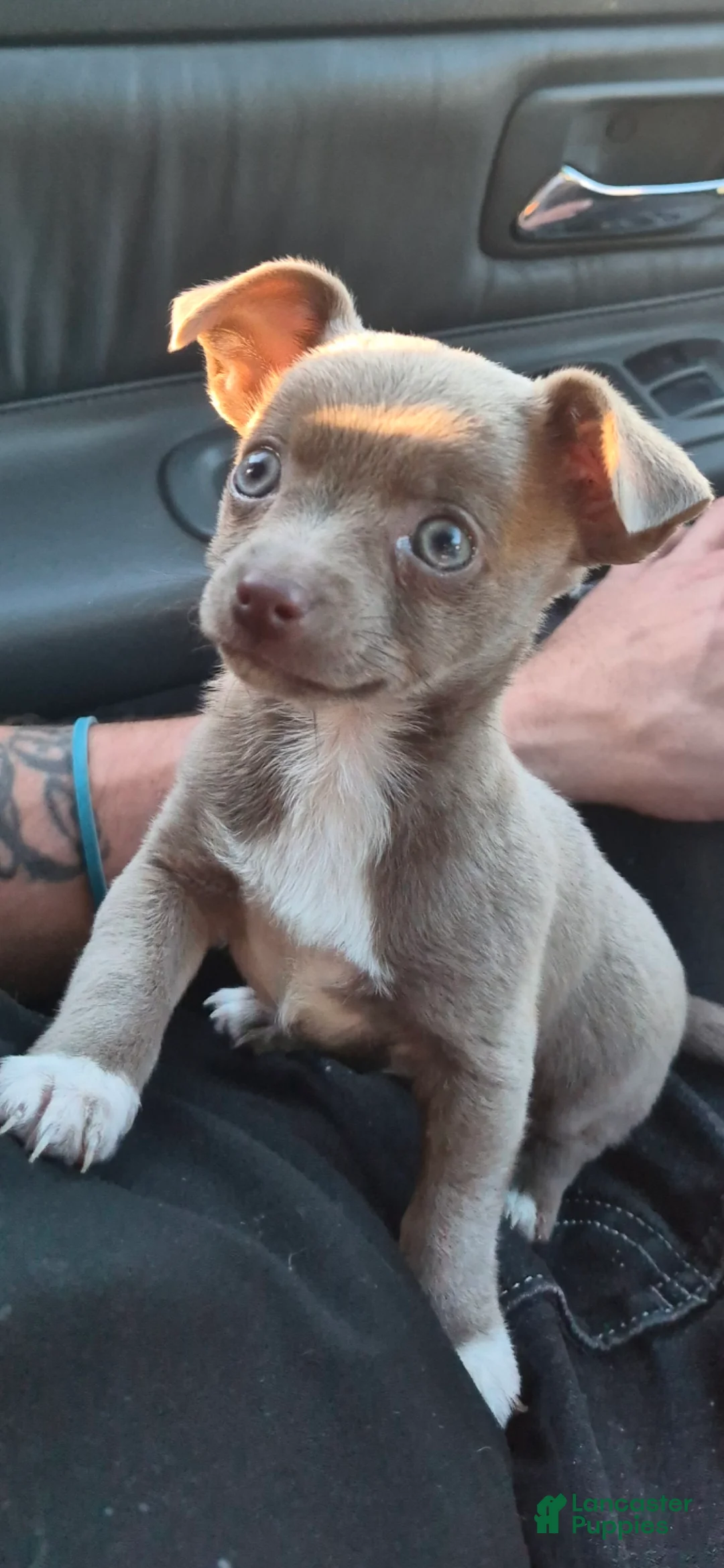 Chihuahua dogs for sale: Chihuahua 1 - Ad 1