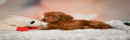 Toy Poodle dogs for sale: Archie  - Ad 9