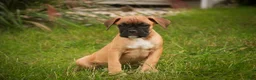 Boxer dogs for sale: Flora - Ad 3