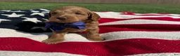 Mini Goldendoodle dogs for sale: Mini Goldendoodle 4 - Ad 7