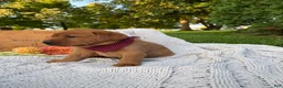 Labrador Retriever dogs for sale: Honey - Ad 5