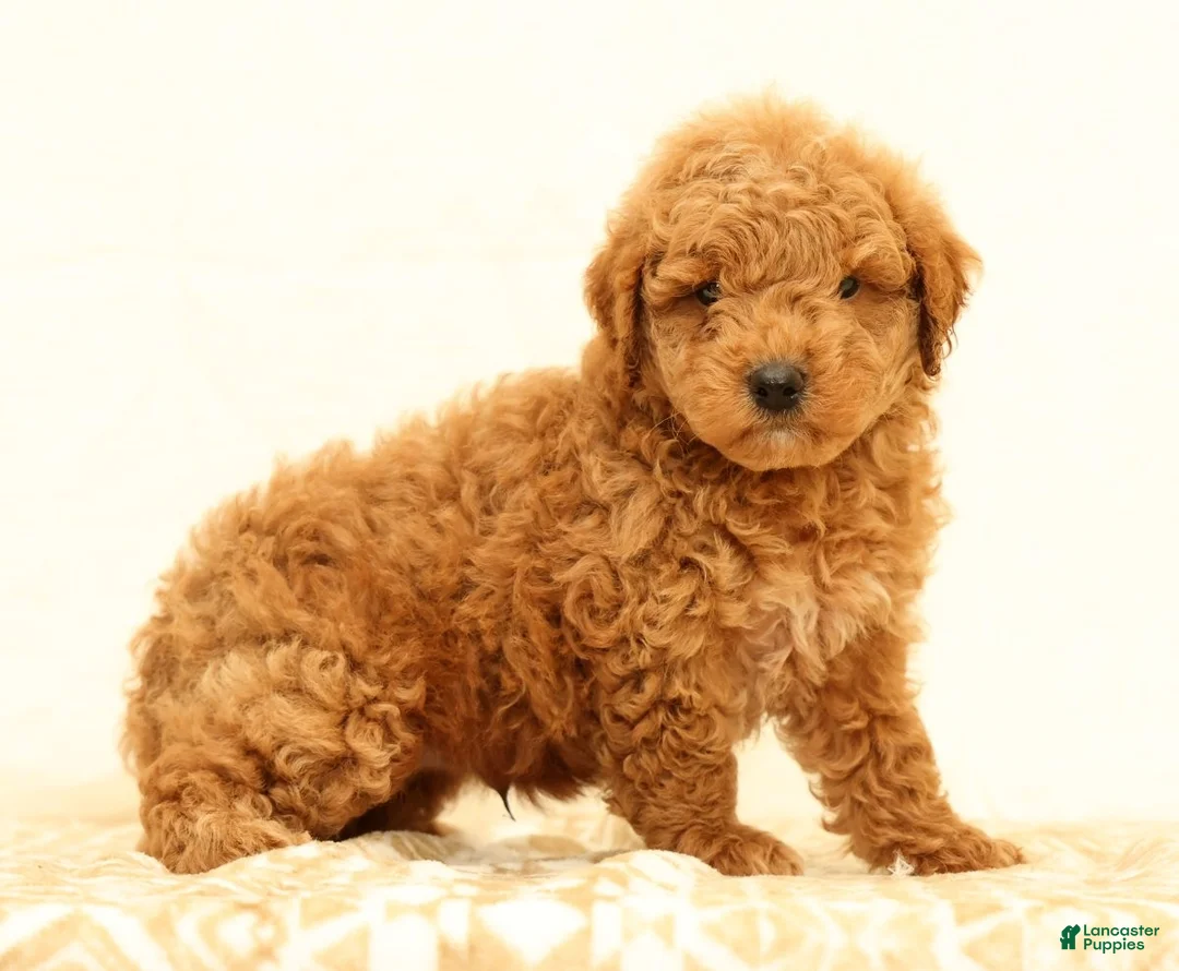 Mini Goldendoodle dogs for sale: Logan - Ad 2