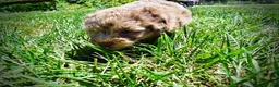 Havapoo dogs for sale: Innocent - Ad 22