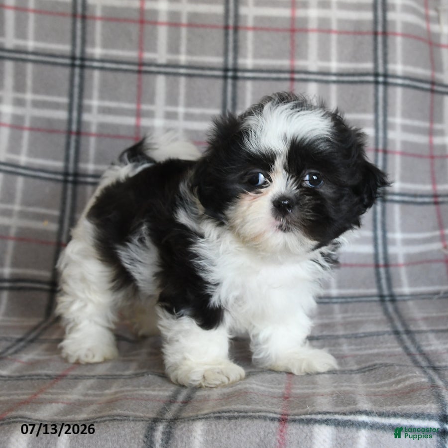 Shih Tzu dogs Sadie - Ad 1