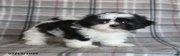 Shih Tzu dogs for sale: Sadie - Ad 1