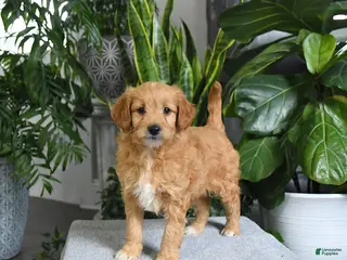 Mini Goldendoodle dogs for sale: Banjo - Ad 4