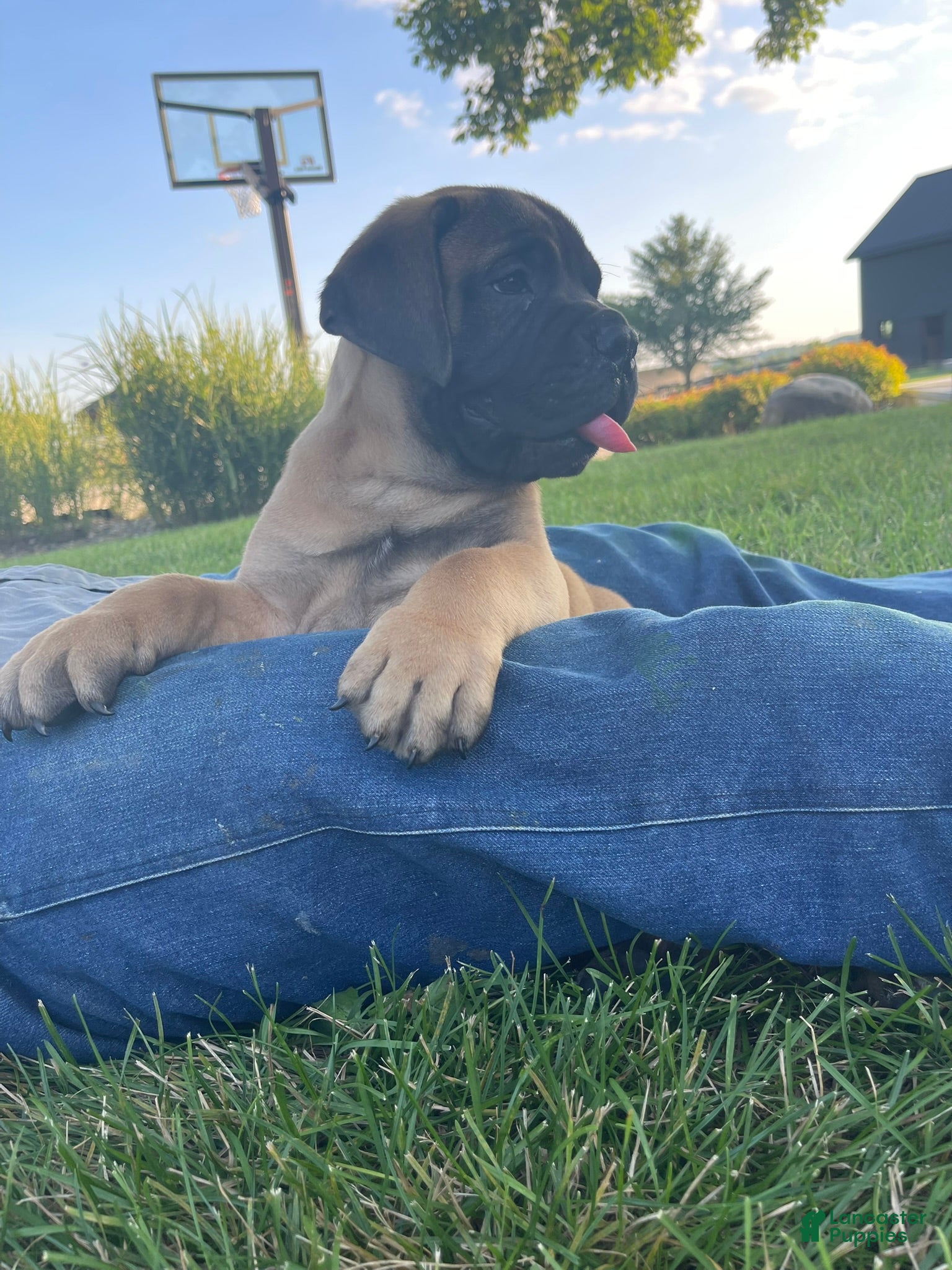 Bullmastiff dogs Asher - Ad 2