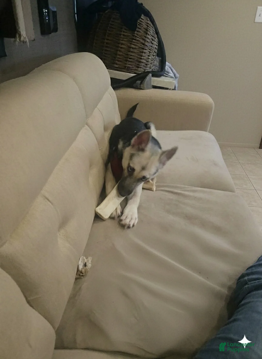 Gerberian Shepsky dogs for sale: Gerberian Shepsky Puppy 1 - Ad 2