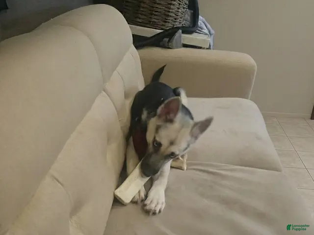 Gerberian Shepsky dogs for sale: Gerberian Shepsky Puppy 1 - Ad 2