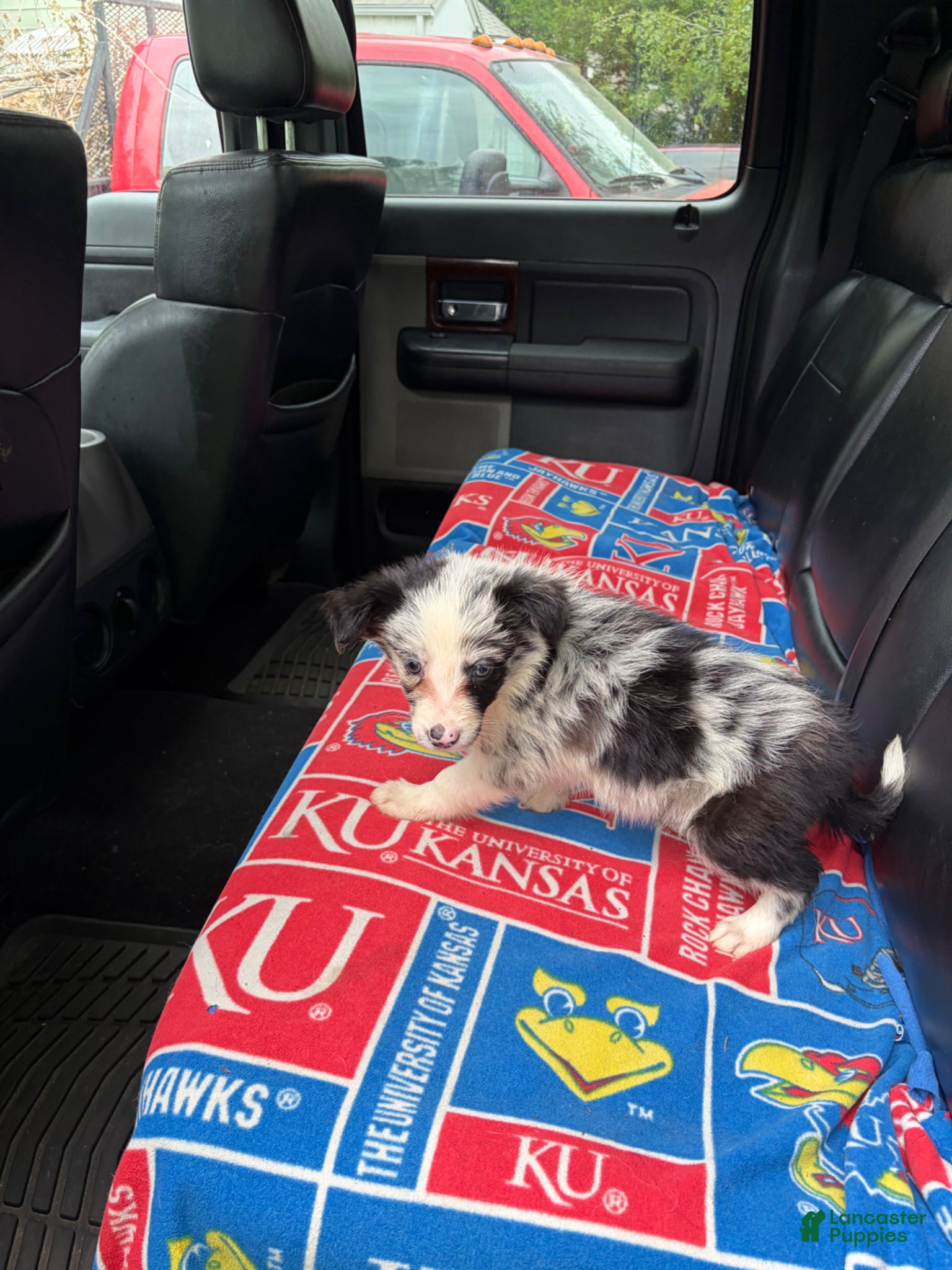 Border Collie dogs for sale: Border Collie Puppy 5 - Ad 3