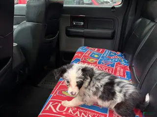 Border Collie dogs for sale: Border Collie Puppy 5 - Ad 3