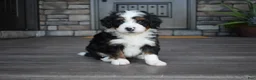 Mini Bernedoodle dogs for sale: Cuddles - Ad 1