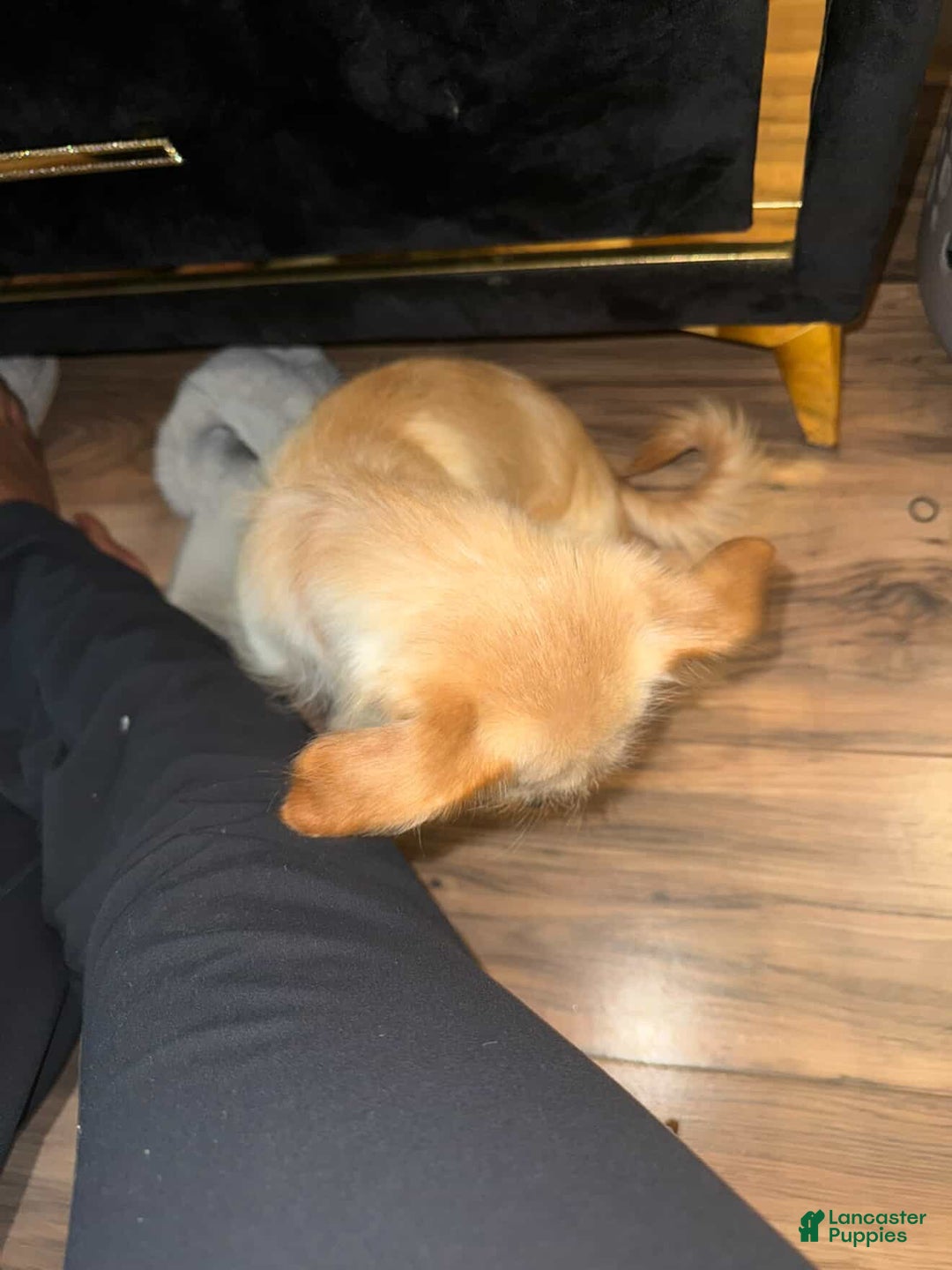 Dachshund dogs for sale: Dachshund Puppy 1 - Ad 3