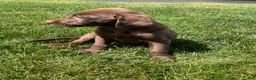 Labrador Retriever dogs for sale: Charles - Ad 3