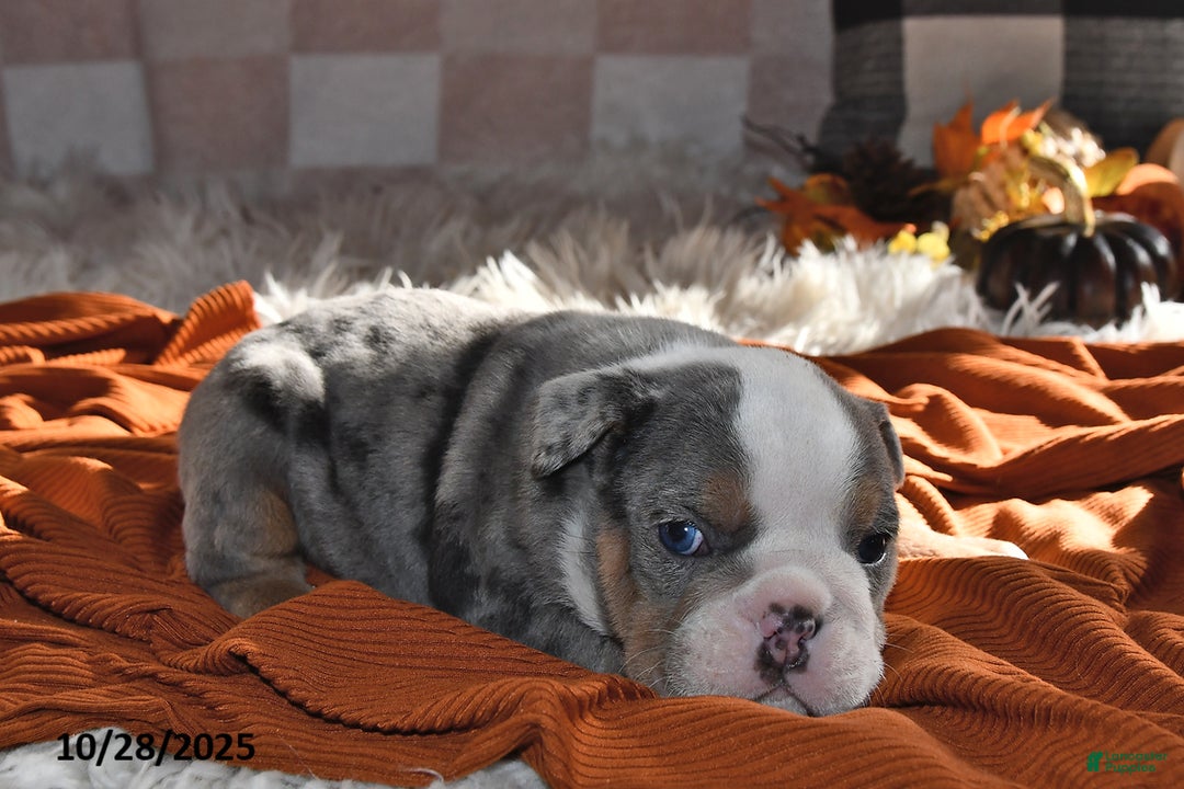 Olde English Bulldogge dogs for sale: Mila - Ad 12