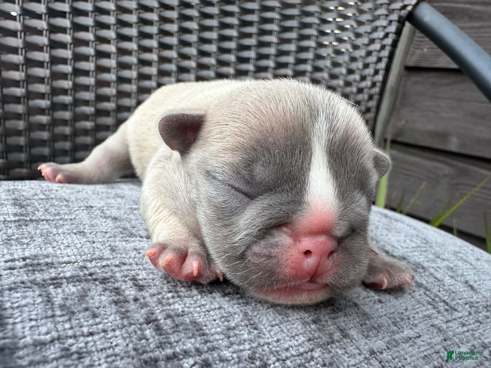 French Bulldog dogs for sale: French Bulldog 2 MALE - Ad 3