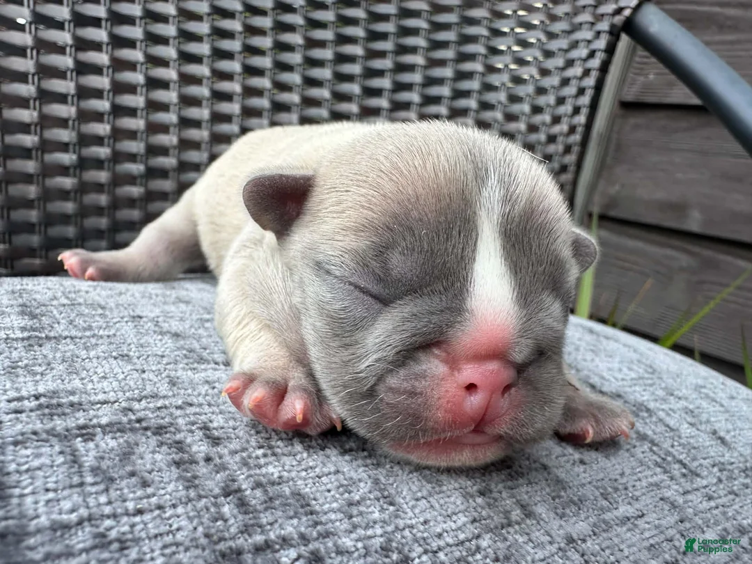 French Bulldog dogs for sale: French Bulldog 2 MALE - Ad 1