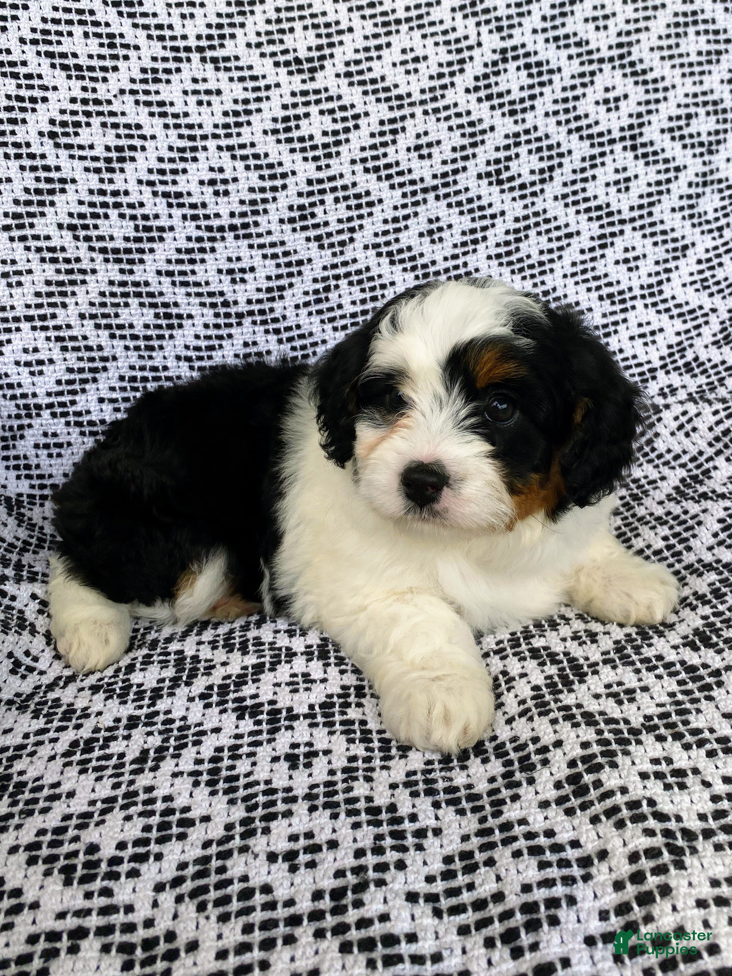 Mini Aussiedoodle dogs Bella - Ad 1