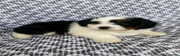 Mini Aussiedoodle dogs for sale: Bella - Ad 5