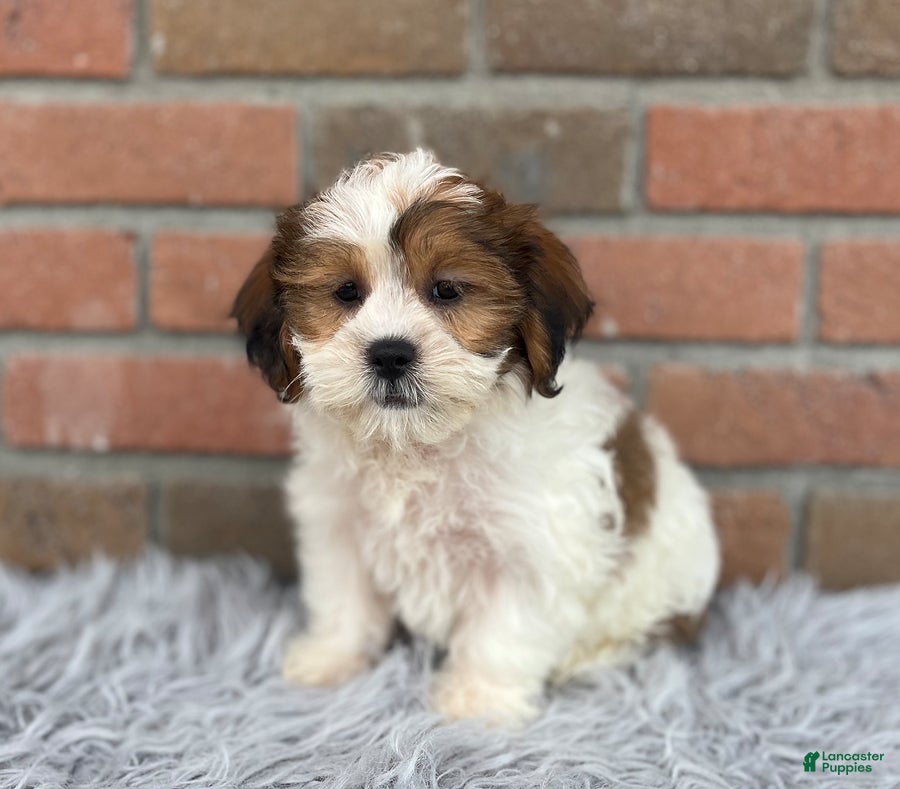 Teddy Bear dogs Lucy - Ad 1
