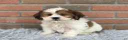 Teddy Bear dogs for sale: Lucy - Ad 1