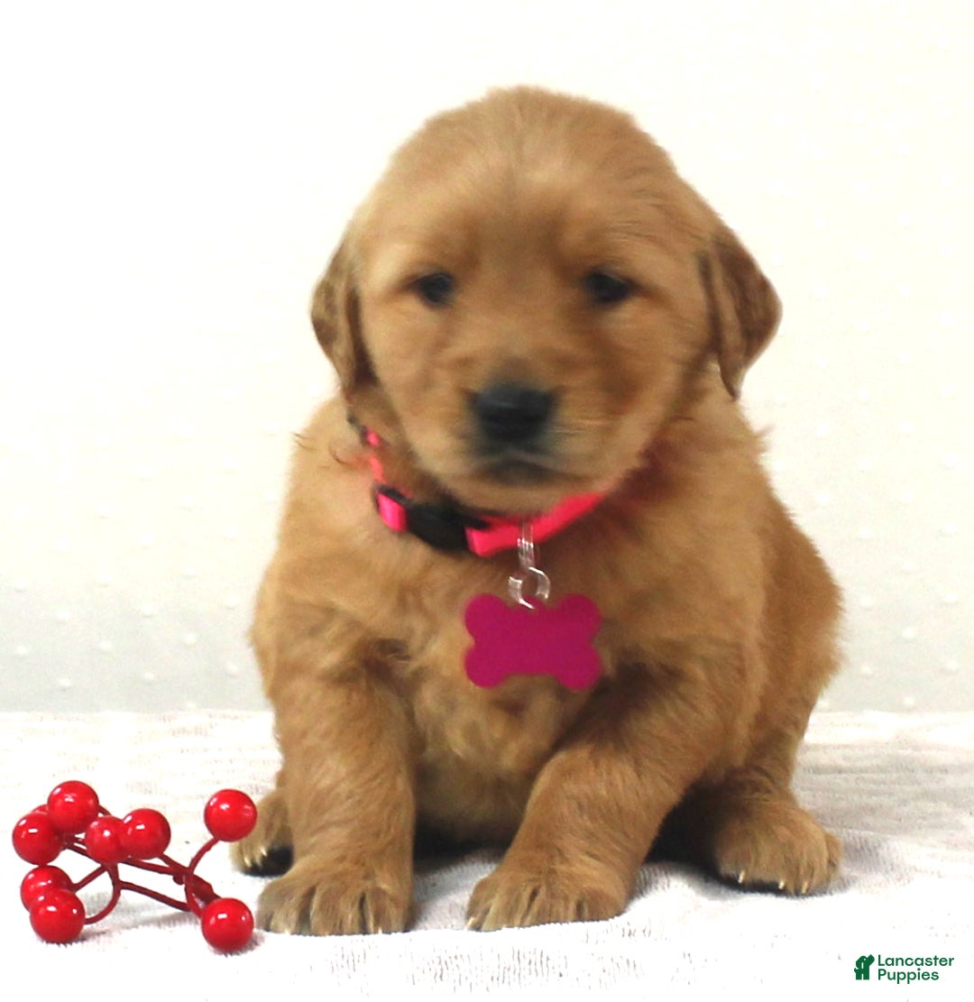 Golden Retriever dogs for sale: Baylee - Ad 2