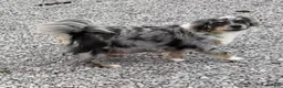 Chihuahua dogs for sale: Tony - Ad 9